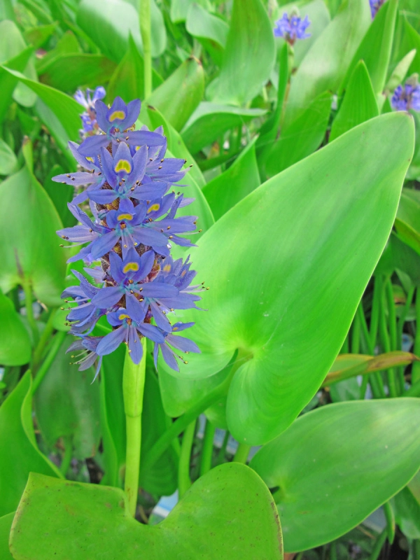 Hechtkraut - Pontederia cordata